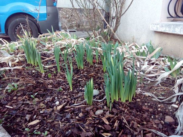 jonquilles